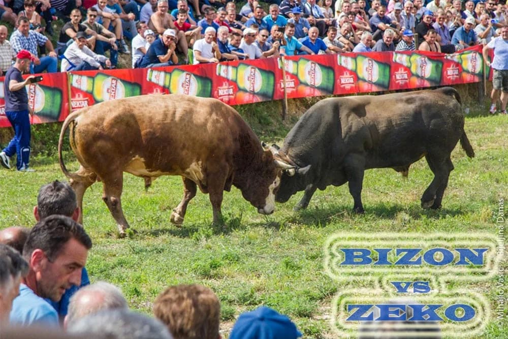 BIJELJINA: U nedelju korida na hipodromu