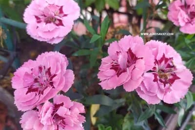 NAPRAVITE ODMAH: BUJNO CVJETANJE I LIJEPO LIŠĆE OMOGUĆIĆE NAM OVAJ RASTVOR!