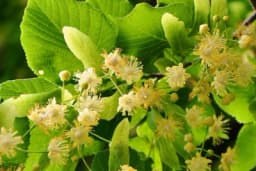 6 biljaka koje mogu da snize krvni pritisak