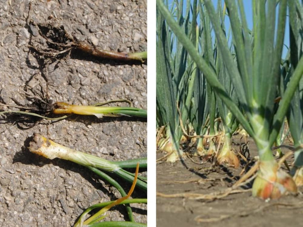 Lukova muva -Štetnost i način suzbijanja