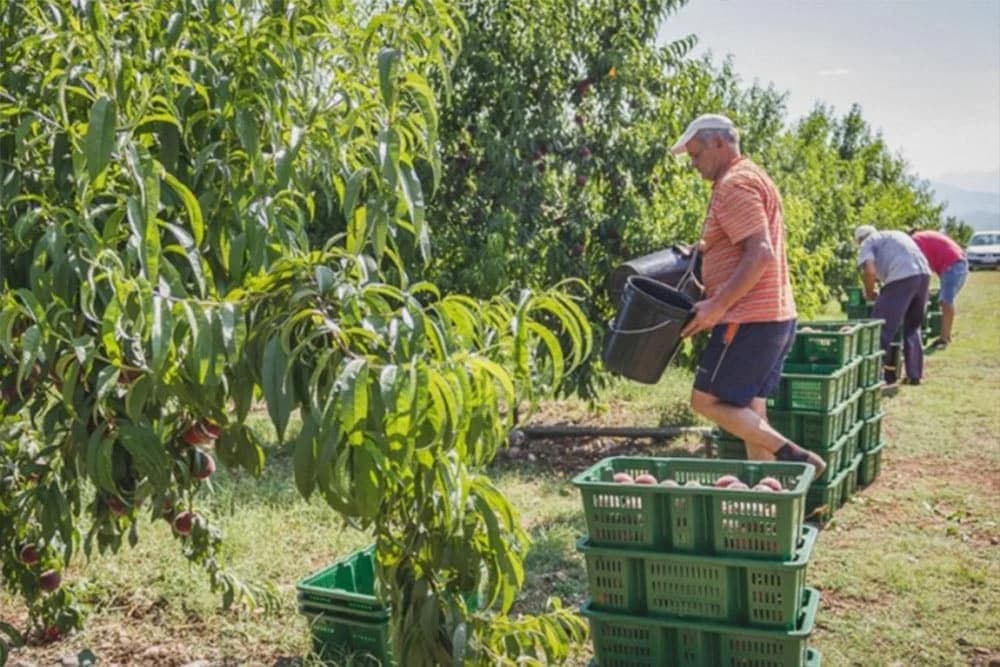 U Podgorici potrebno 700 radnika, dnevnica 35 evra