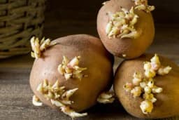 EK zabranjuje sredstvo koje zaustavlja klijanje krompira