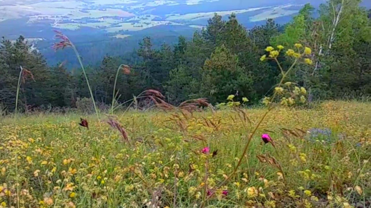 PROČITAJTE KAKO BILJKE MEDJUSOBNO KOMUNICIRAJU
