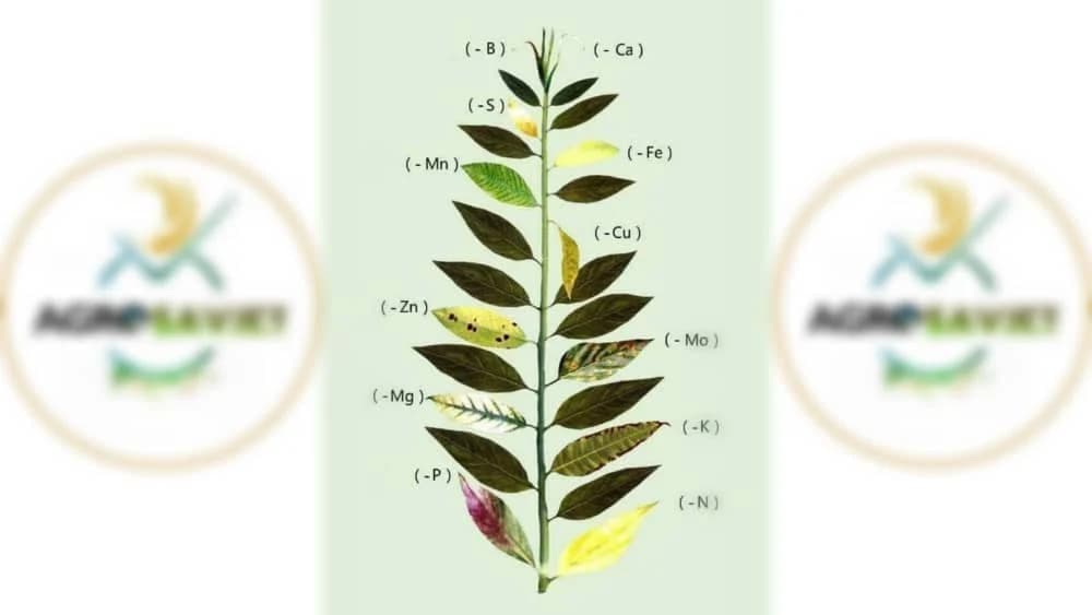 Vizuelni nedostatak hranljivih elemenata