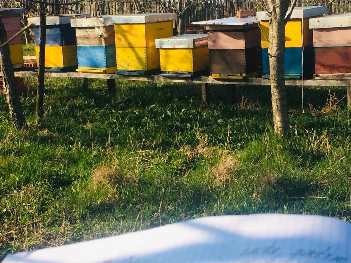 Septembar u pčelinjaku - Čuvanje ramova sa saćem i zaštita društva od varoe