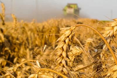 Argentina prva u svijetu odobrila GMO pšenicu