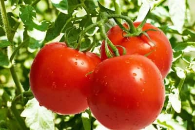 Potvrđena pojava visoko virulentnog virusa paradajza