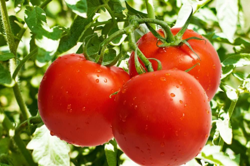 Za jarku boju i čvrstu kožicu povrća koristite ovaj element!