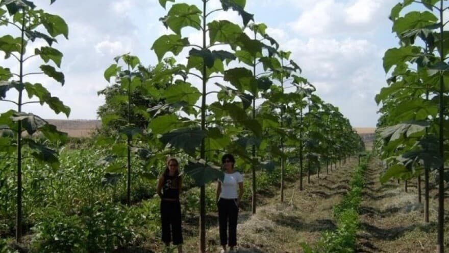 PAULOVNIJA - najbrže rastuće drvo na svijetu