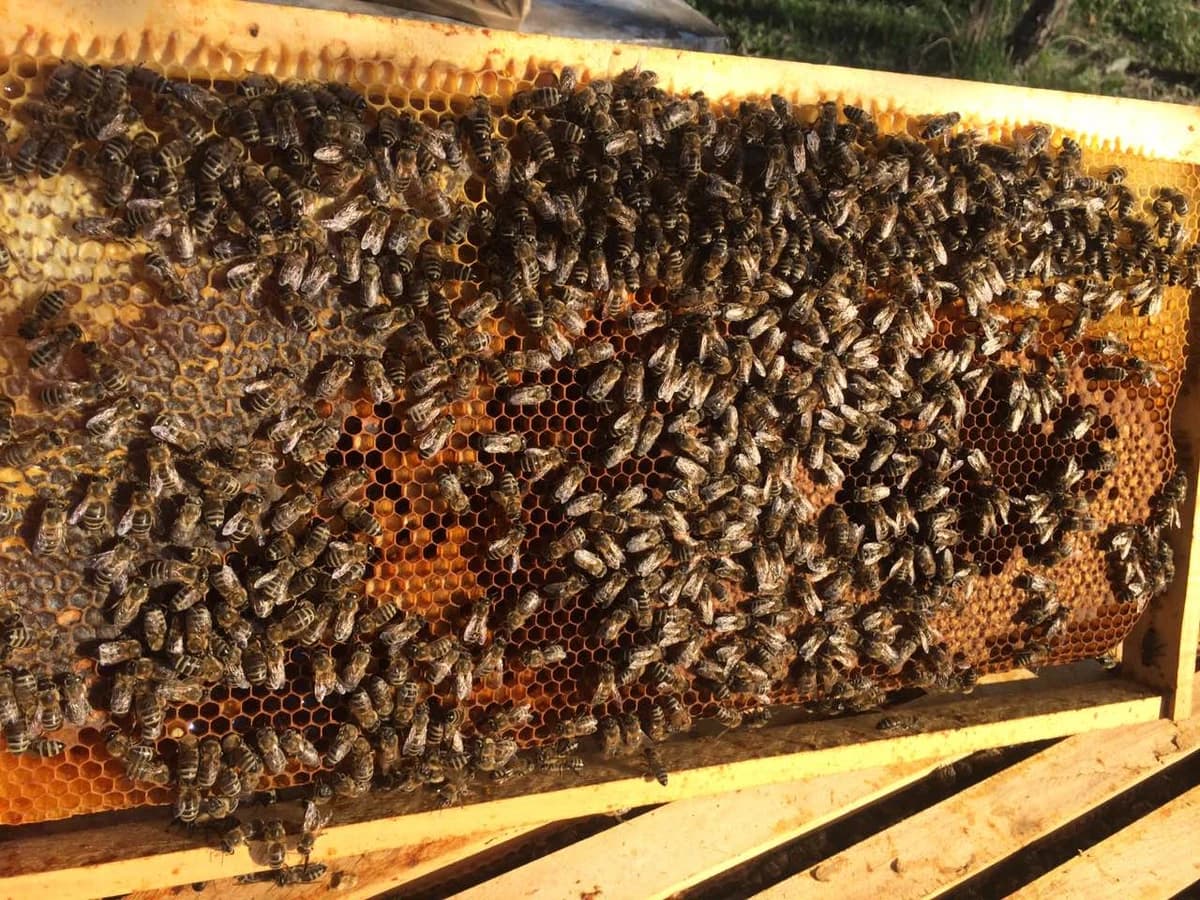 Kiše prepolovile prinos meda u Semberiji