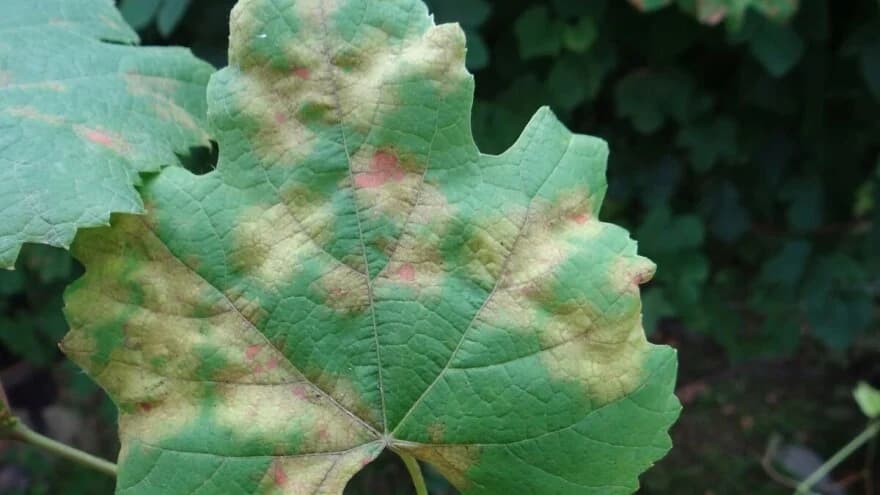 Plamenjača i pepelnica na vinovoj lozi - zaštitite vinograd