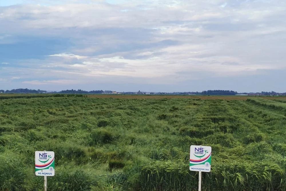 Nepogode dokusurile proljećne usjeve