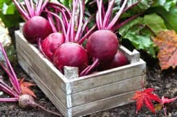 5 grešaka zbog kojih vam je cvekla loša