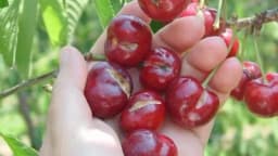 Kako spriječiti pucanje plodova trešanja