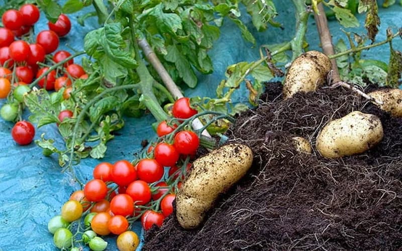 Da li ste čuli za ovo povrće - duo krompira i paradajza