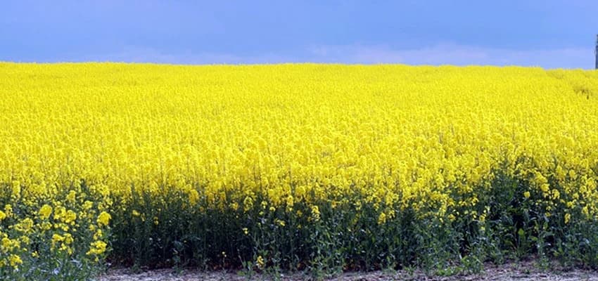 Češka je najveći uzgajivač uljane repice u EU, ali su građani zbog toga bijesni