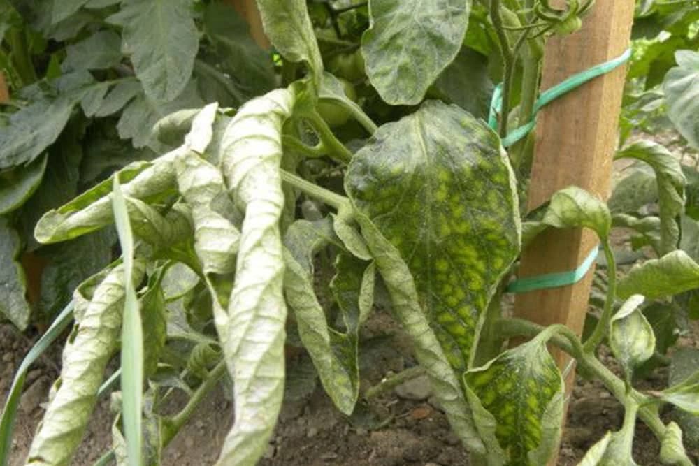 UVIJANJE listova paradajza - NE nije u pitanju BOLEST!