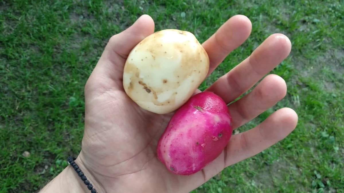 U Rogatici predstavljeno 10 novih sorti krompira