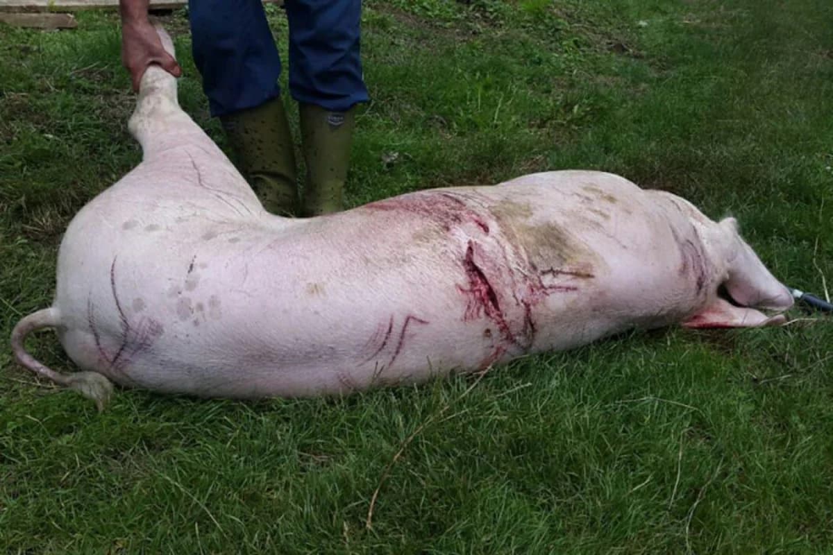 Medvjed ubio dvije svinje