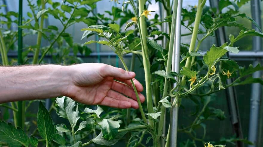 Skidajte zaperke paradajza na vrijeme, imat ćete veće i zdravije plodove
