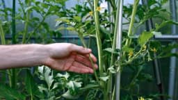 Skidajte zaperke paradajza na vrijeme, imat ćete veće i zdravije plodove