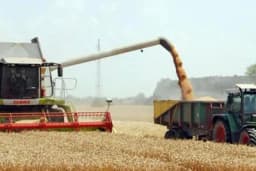 Preporučena otkupna cijena pšenice zavisi od cijene u Srbiji, a ona najskuplja u regionu