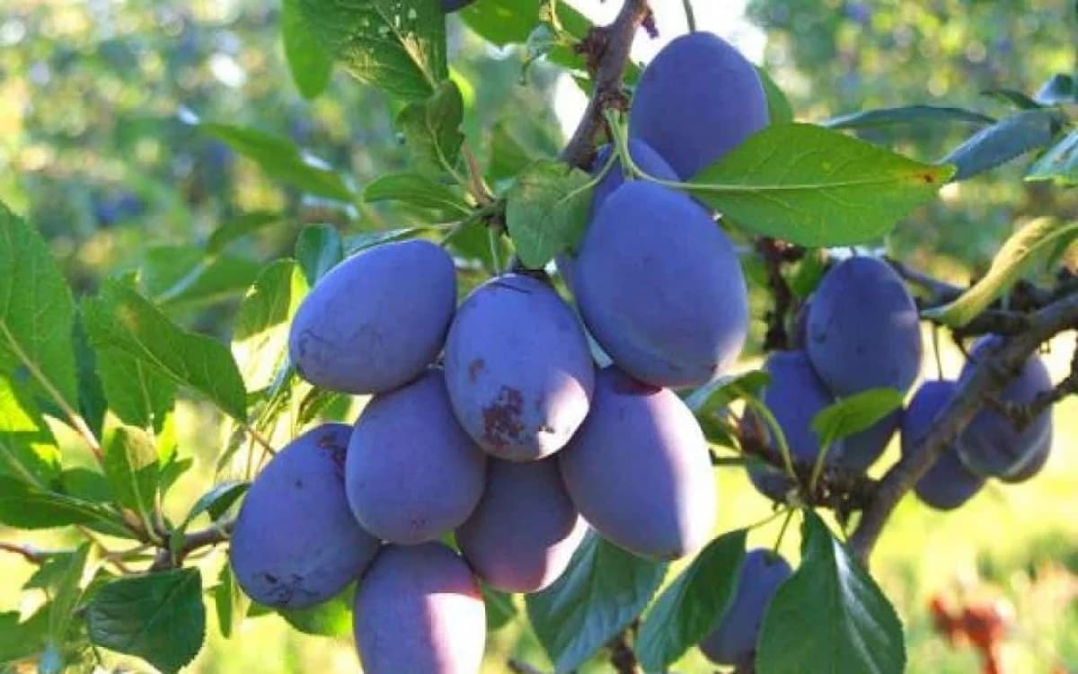 Bosanska šljiva tražena roba u Njemačkoj - koja je glavna sorta