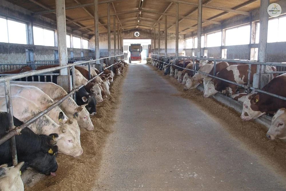 Uzgoj goveda - Zašto ne treba zatvarati štale
