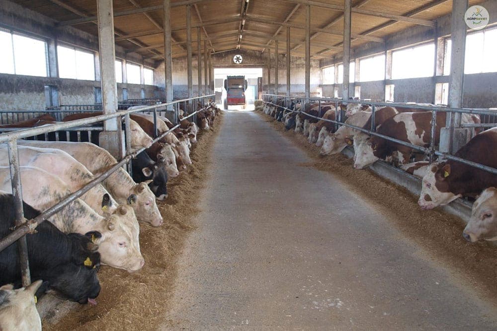 Uzgoj goveda - Zašto ne treba zatvarati štale