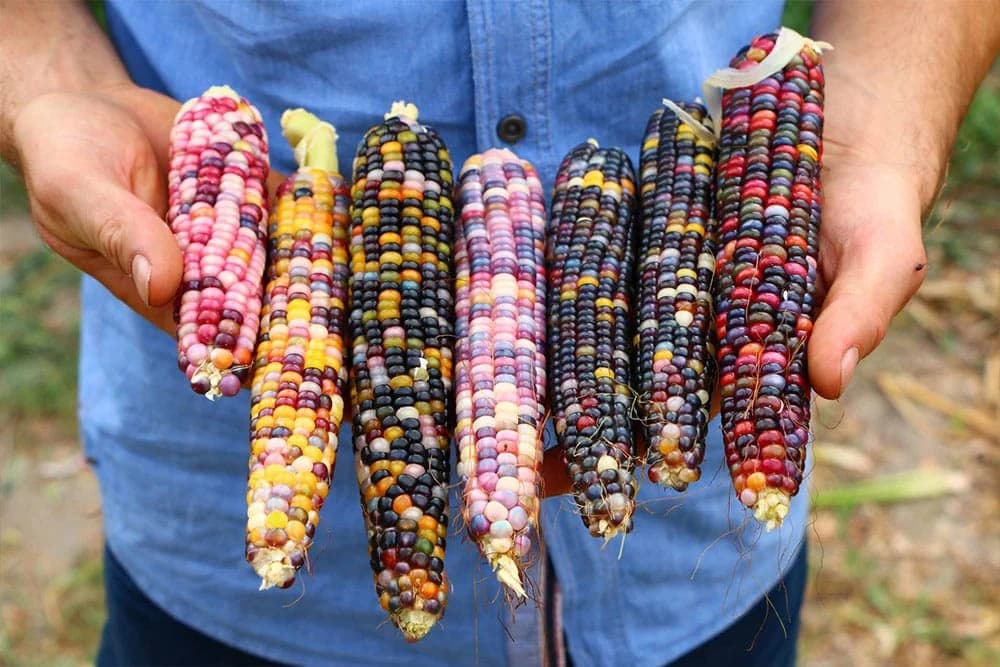 Šareni kukuruz - Nastao kao hibrid više sorti!