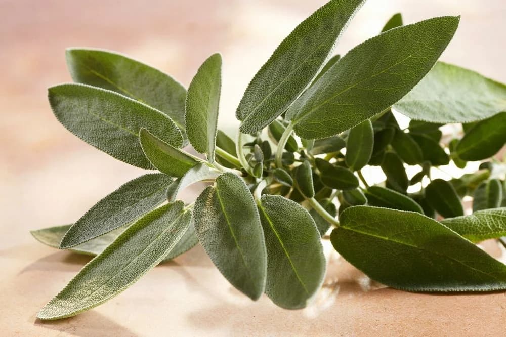 Savjeti za uspješno razmnožavanje žalfije