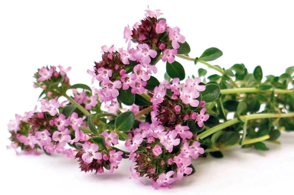 Naučnici su otkrili da ulje ove biljke uništava 97% ćelija raka pluća i dojke