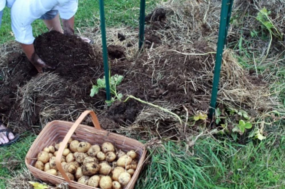 NAPRAVIO JE GNIJEZDO OD SLAME I STAVIO KROMPIR U SREDINU: Nekoliko nedjelja kasnije? Bez komentara...