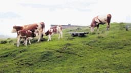 Objavljen poziv za razvoj ruralne poljoprivrede u Istočnoj i Zapadnoj Hercegovini