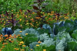Prirodni pripravci izliječiće vaše biljke - Umjesto štetnih hemikalija, koristite preparate iz kućne radinosti
