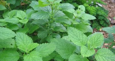 MATIČNJAK: Biljka koja obnavlja organizam i vraća energiju i radost života