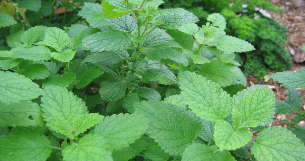 MATIČNJAK: Biljka koja obnavlja organizam i vraća energiju i radost života