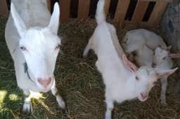 KOZJE MLIJEKO: Nesebičan saveznik ljudskog zdravlja