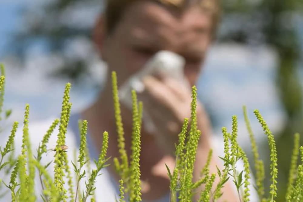 Ambrozija hara u BiH - Savjeti za uništavanje