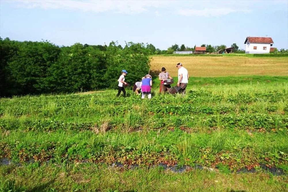 Sami sebi beru jeftinije plodove