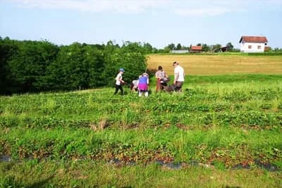 Sami sebi beru jeftinije plodove