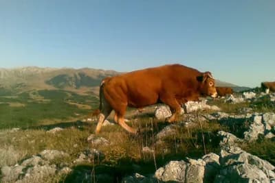 Bik pobjegao iz klaonice u Hrvatskoj