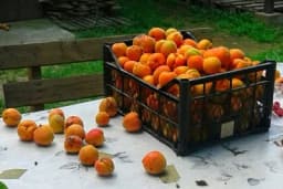 Domaći sok od kajsija gotov za manje od sat vremena