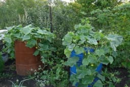 ODLIČNA IDEJA: Kako gajiti krastavce u buretu