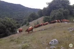 Ketoza krava - smanjena proizvodnja mlijeka, opadanje plodnosti, opadanje imuniteta