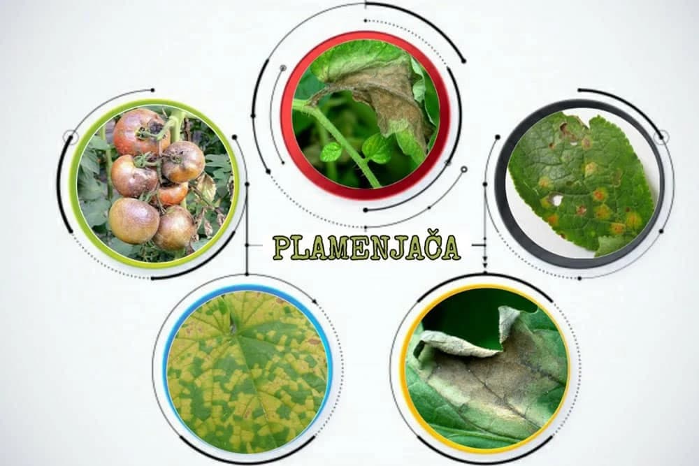 U narodu poznata kao TONJA, a šta je ona zapravo?