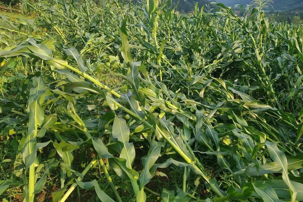 Šteta na usjevima kukuruza i do 50 odsto