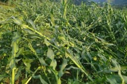 Šteta na usjevima kukuruza i do 50 odsto