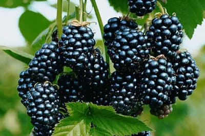 Kako kupine utiču na zdravlje