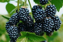 Kako da napravite domaće kupinovo vino /RECEPT/